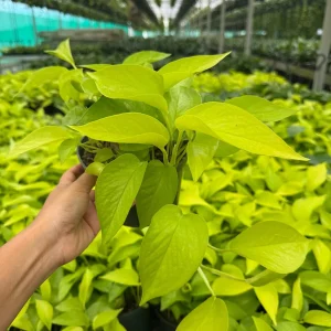 Neon Pothos Live Plant in 6 inch Nursery Pot - Indoor Low Light Houseplant - Image 5