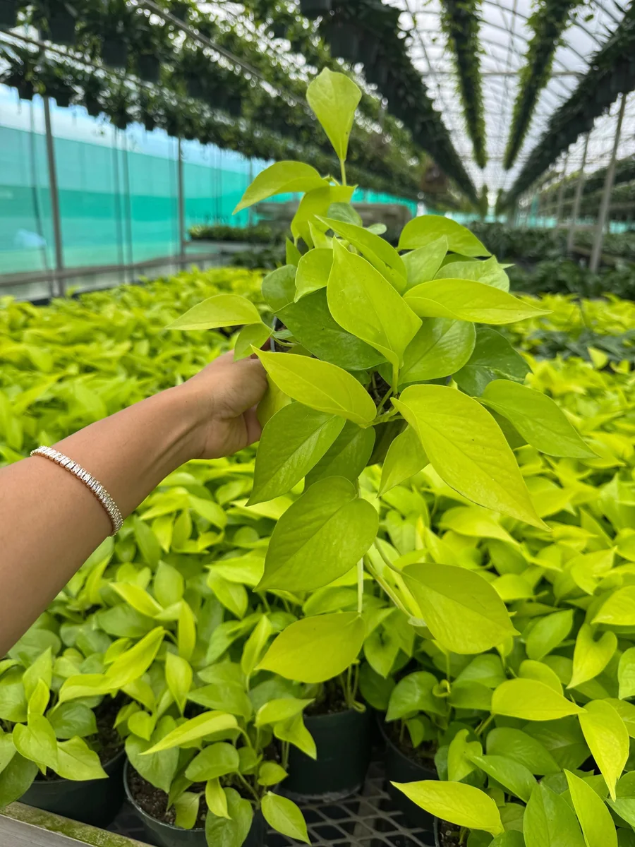 Neon Pothos Live Plant in 6 inch Nursery Pot - Indoor Low Light Houseplant - Image 6