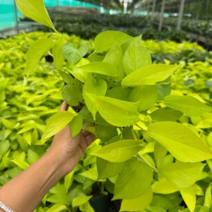 Neon Pothos Live Plant in 6 inch Nursery Pot - Indoor Low Light Houseplant - Image 9