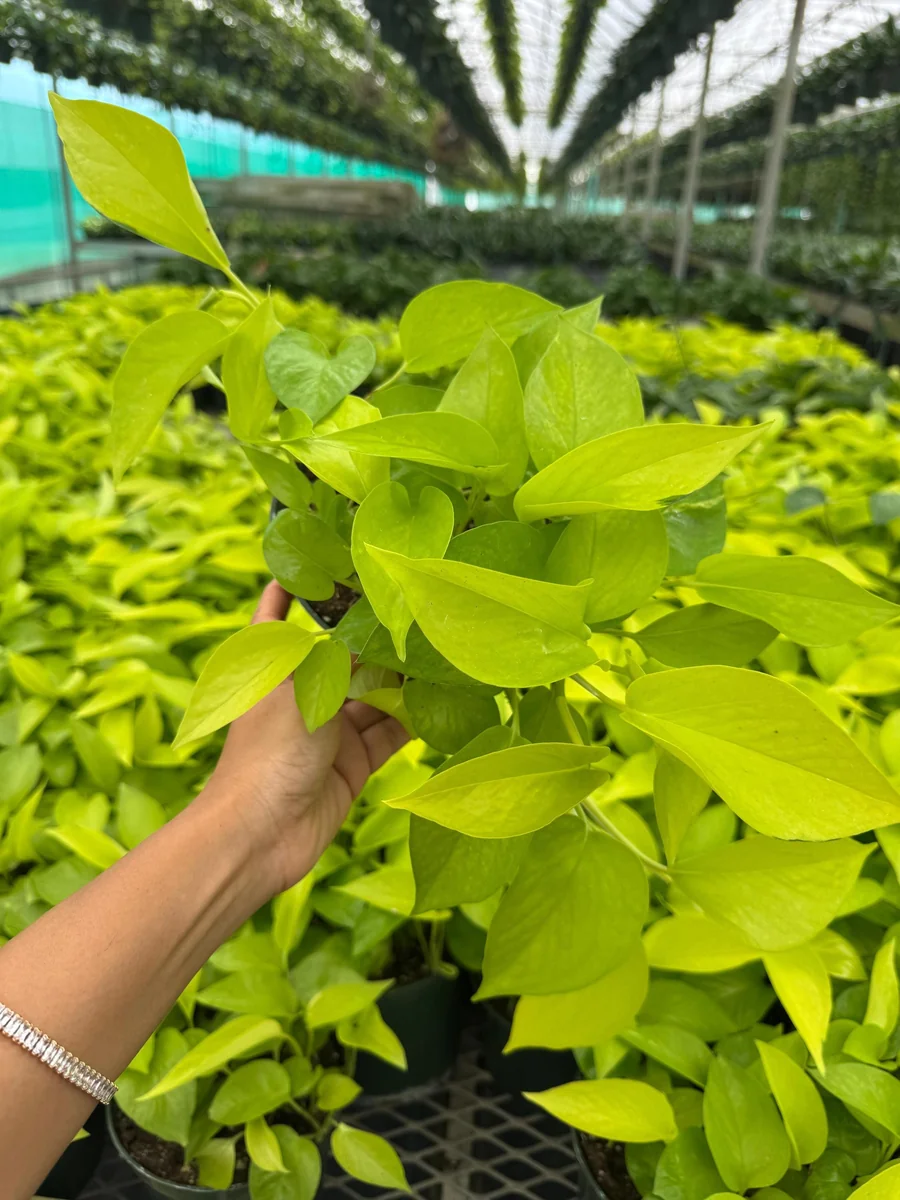 Neon Pothos Live Plant in 6 inch Nursery Pot - Indoor Low Light Houseplant - Image 9