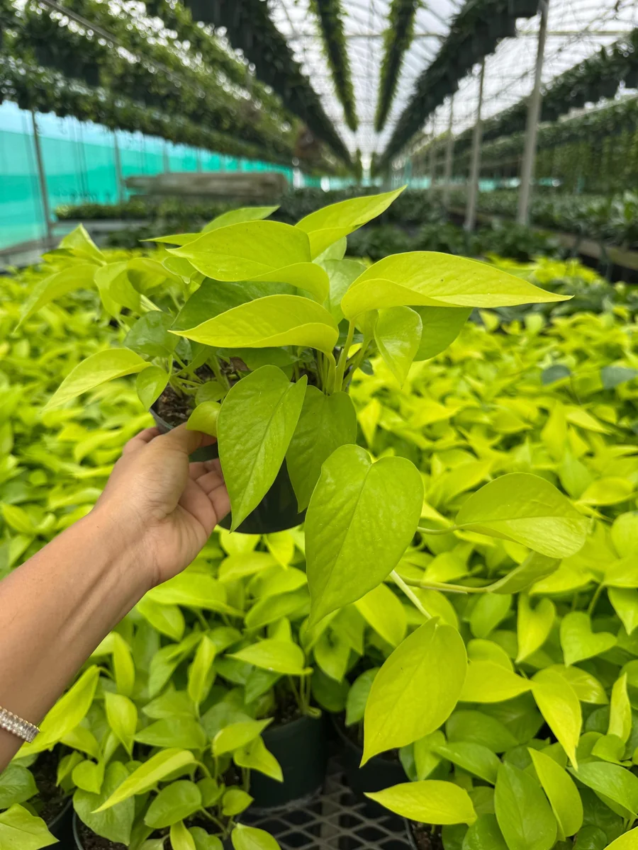 Neon Pothos Live Plant in 6 inch Nursery Pot - Indoor Low Light Houseplant - Image 1