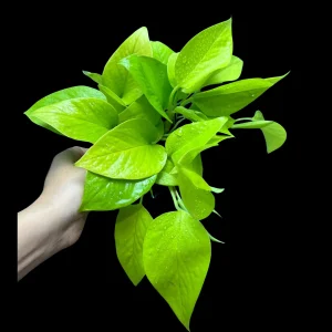 Neon Pothos Live Plant – Indoor Houseplant – 4 inch Nursery Pot – Easy Care Low Light - Image 2