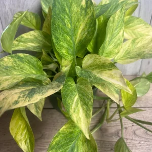 Neon Queen Pothos Live Plant – 6 Inch Pot – Epipremnum – Indoor Houseplant - Image 4