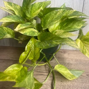 Neon Queen Pothos Live Plant – 6 Inch Pot – Epipremnum – Indoor Houseplant - Image 7