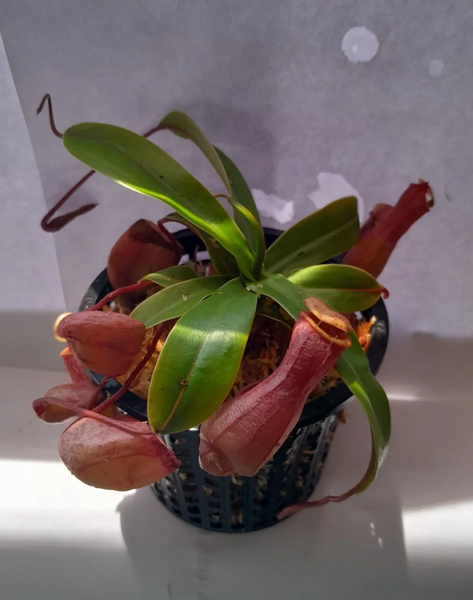 Nepenthes Ventricosa Tropical Pitcher Plant – Live Carnivorous Plant – 3.75 inch Pot – Indoor - Image 2