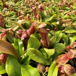 Nepenthes x St. Gaya Pitcher Carnivorous Live Plant, 4 inch pot, Indoor - Image 2