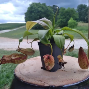 Nepenthes x St. Gaya Pitcher Carnivorous Live Plant, 4 inch pot, Indoor - Image 3