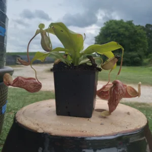 Nepenthes x St. Gaya Pitcher Carnivorous Live Plant, 4 inch pot, Indoor - Image 4
