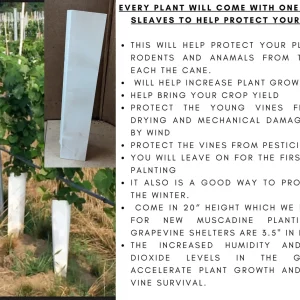 Niagara Grape Vine - 1 Bare Root Live Plant - White Grapes for Juice & Wine - Image 5