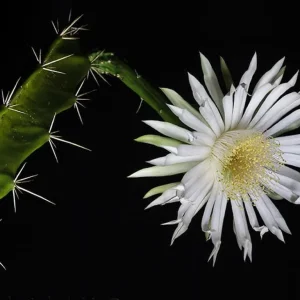 Night Blooming Cactus Live Plant - Acanthocereus Tetragonus - 2.5 inch Pot - Image 2