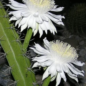 Night Blooming Cactus Live Plant - Acanthocereus Tetragonus - 2.5 inch Pot - Image 3