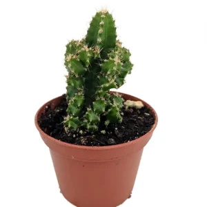 Night Blooming Cactus Live Plant - Acanthocereus Tetragonus - 2.5 inch Pot - Image 1