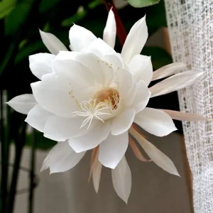 Night Blooming Cactus Live Plant – Queen of the Night – 4 Inch Pot – Epiphyllum - Image 4