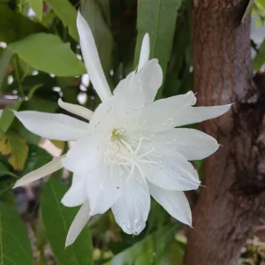 Night Blooming Cactus Live Plant – Queen of the Night – 4 Inch Pot – Epiphyllum - Image 5