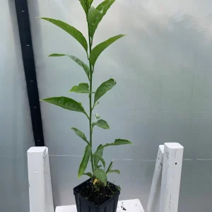 Night Blooming Jasmine (Cestrum nocturnum) Live Plant – 12" Tall in 4" Pot - Image 2