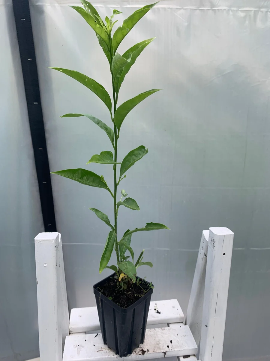 Night Blooming Jasmine (Cestrum nocturnum) Live Plant – 12" Tall in 4" Pot - Image 2