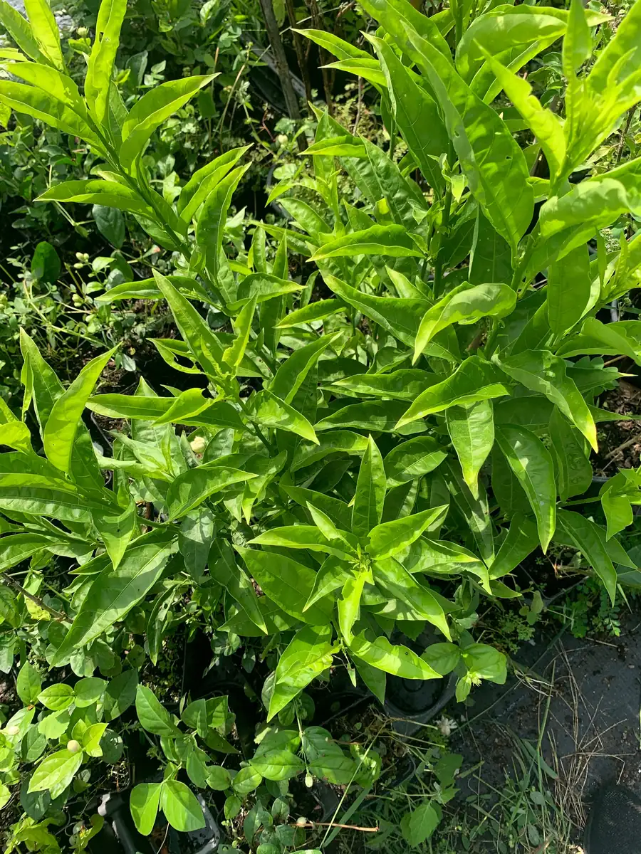 Night Blooming Jasmine (Cestrum nocturnum) Live Plant – 12" Tall in 4" Pot - Image 3