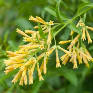 Night Blooming Jasmine (Cestrum nocturnum) Live Plant – 12" Tall in 4" Pot - Image 1