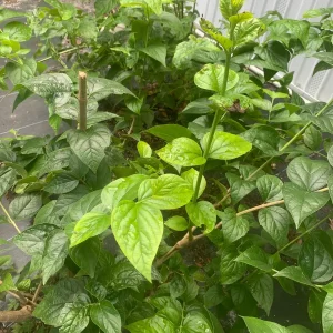 Night Blooming Jasmine & Henna Plant Duo - 6in & 15in Live Plants, Fragrant Outdoor - Image 10