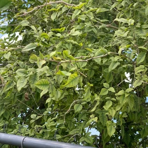 Night Blooming Jasmine & Henna Plant Duo - 6in & 15in Live Plants, Fragrant Outdoor - Image 4