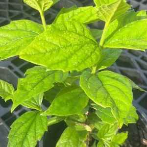 Night Blooming Jasmine & Henna Plant Duo - 6in & 15in Live Plants, Fragrant Outdoor - Image 6