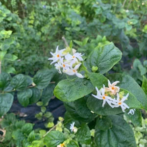 Night Blooming Jasmine & Henna Plant Duo - 6in & 15in Live Plants, Fragrant Outdoor - Image 9