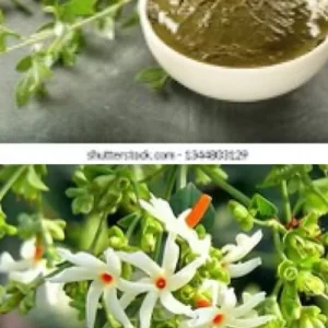 Night Blooming Jasmine & Henna Plant Duo Live Plants – 6in & 15in Tall - Image 2