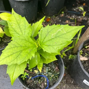 Night Blooming Jasmine & Henna Plant Duo Live Plants – 6in & 15in Tall - Image 7