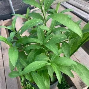 Night Blooming Jasmine Live Plant - Cestrum Nocturnum - Fragrant Shrub - 1 Gallon Pot - Image 2
