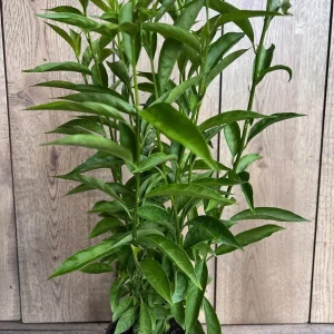 Night Blooming Jasmine Live Plant - Cestrum nocturnum in 6 inch Pot - Image 2