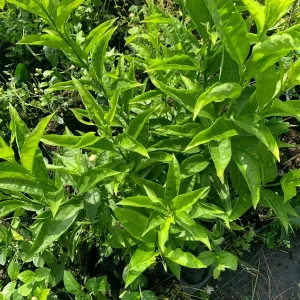 Night Blooming Jasmine Live Plant (Cestrum Nocturnum) 12in Tall in 4in Pot - Image 3