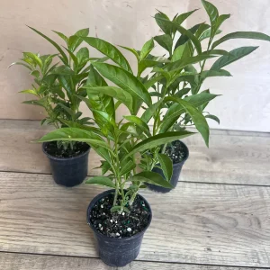 Night Blooming Jasmine Live Plant - Cestrum nocturnum in 4 inch Pot - Image 3