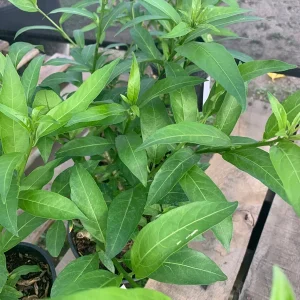 Night Blooming Jasmine Live Plant - Cestrum Nocturnum - Fragrant Shrub - 1 Gallon Pot - Image 3