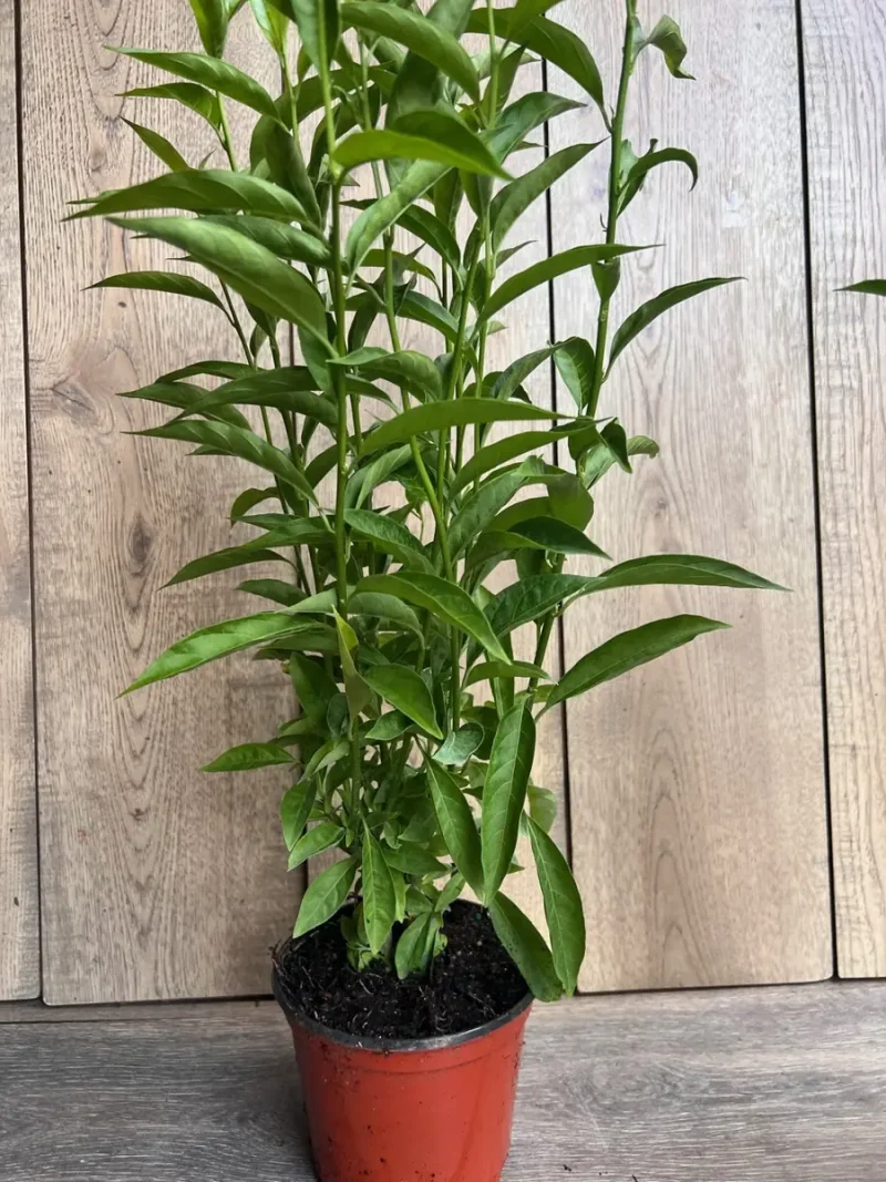 3d print plant Best Life Ever 3D Printed Planter  Pioneer School Gift & Plant Lover