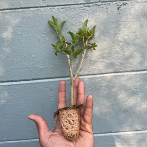 Night Blooming Jasmine Live Plant (Cestrum nocturnum) – Fragrant Outdoor Shrub 5-7 inches tall - Image 5