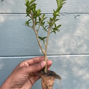 Night Blooming Jasmine Live Plant (Cestrum nocturnum) – Fragrant Outdoor Shrub 5-7 inches tall - Image 6