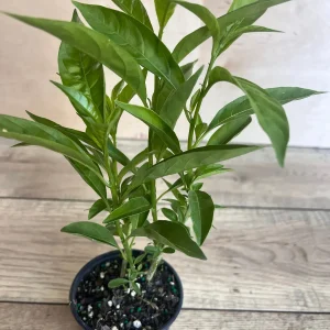 Night Blooming Jasmine Live Plant - Cestrum nocturnum in 4 inch Pot - Image 7