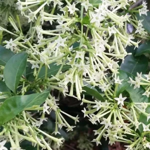 Night Blooming Jasmine Live Plant - Cestrum nocturnum in 6 inch Pot - Image 1