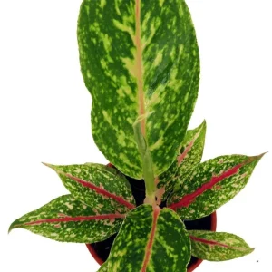 Night Sparkle Chinese Evergreen Live Plant - Aglaonema - 4 Inch Pot - Indoor - Image 2