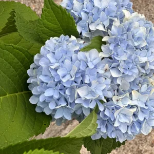 Nikko Blue Hydrangea Bare Root Plant - 5 Healthy Roots for Vibrant Blue Blooms - Image 2