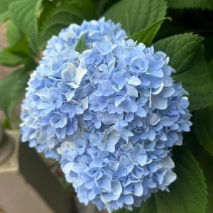Nikko Blue Hydrangea Bare Root Plant - 5 Healthy Roots for Vibrant Blue Blooms - Image 4