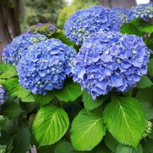 Nikko Blue Hydrangea Bare-Root Plants - 25 Pack, 6-12 inches tall, Outdoor Flowering Shrub - Image 3