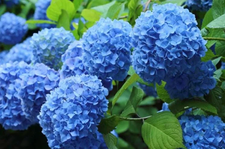 Nikko Blue Hydrangea Live Plant - 1 Quart Pot - 6-12" Tall - Outdoor Shrub - Image 2