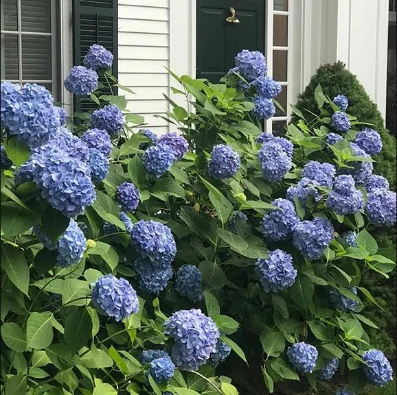 Nikko Blue Hydrangea Live Plant - 1 Quart Pot - 6-12" Tall - Outdoor Shrub - Image 3