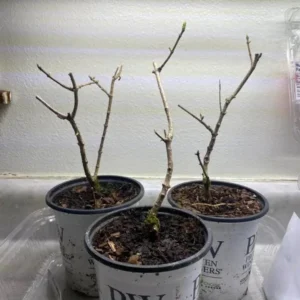 Nikko Blue Hydrangea Live Plant - 1 Quart Pot - 6-12