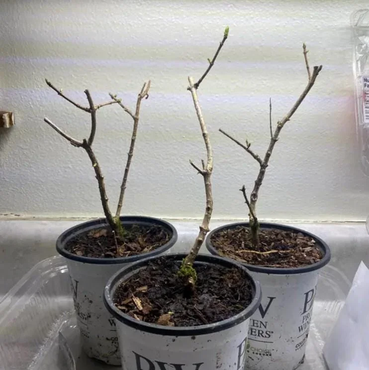 Nikko Blue Hydrangea Live Plant - 1 Quart Pot - 6-12" Tall - Outdoor Shrub - Image 4