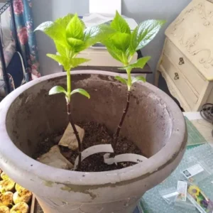 Nikko Blue Hydrangea Live Plant - 1 Quart Pot - 6-12