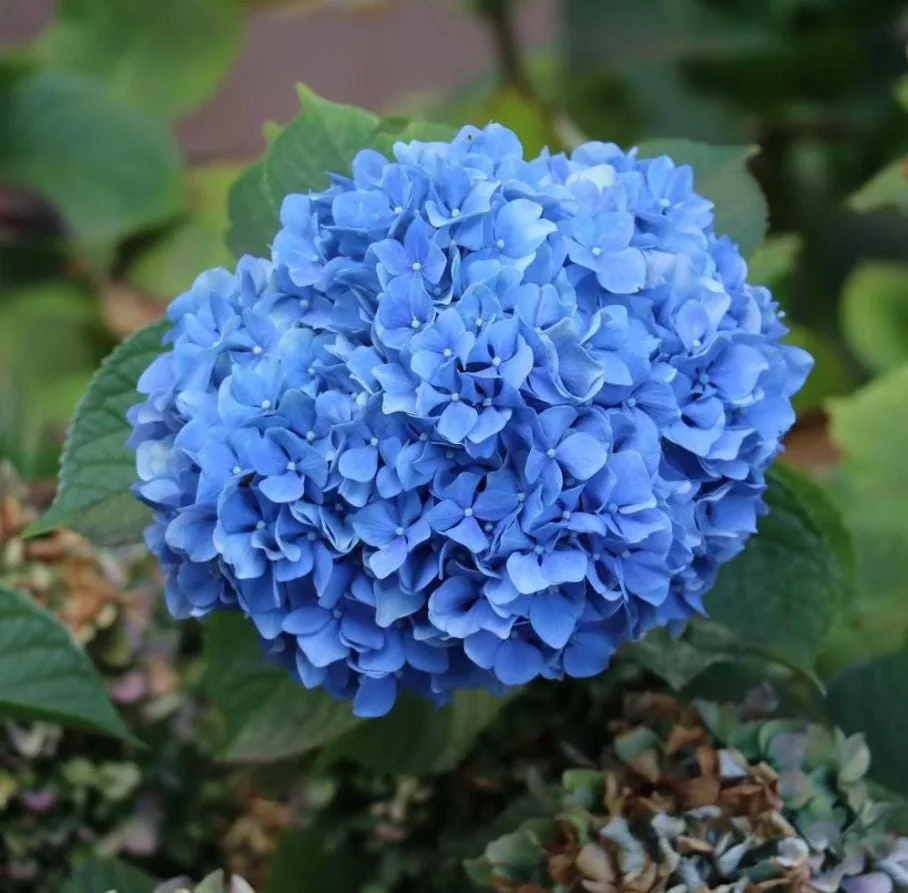 Nikko Blue Hydrangea Live Plant - 1 Quart Pot - 6-12" Tall - Outdoor Shrub - Image 1