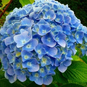 Nikko Blue Hydrangea Live Plant – 12-18" Tall in 2.5" Pot – Blue Mophead Flowers - Image 2