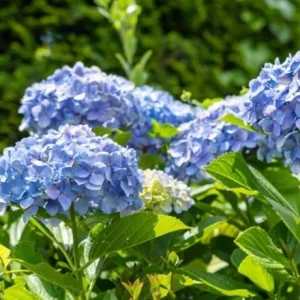 Nikko Blue Hydrangea Live Plant – 12-18